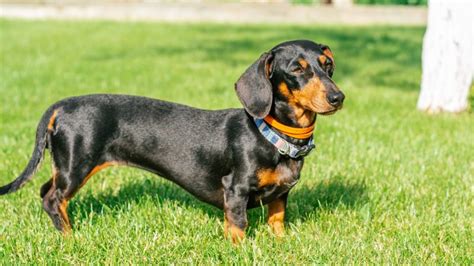 5 dog breeds this veterinarian says he'd never own — and why